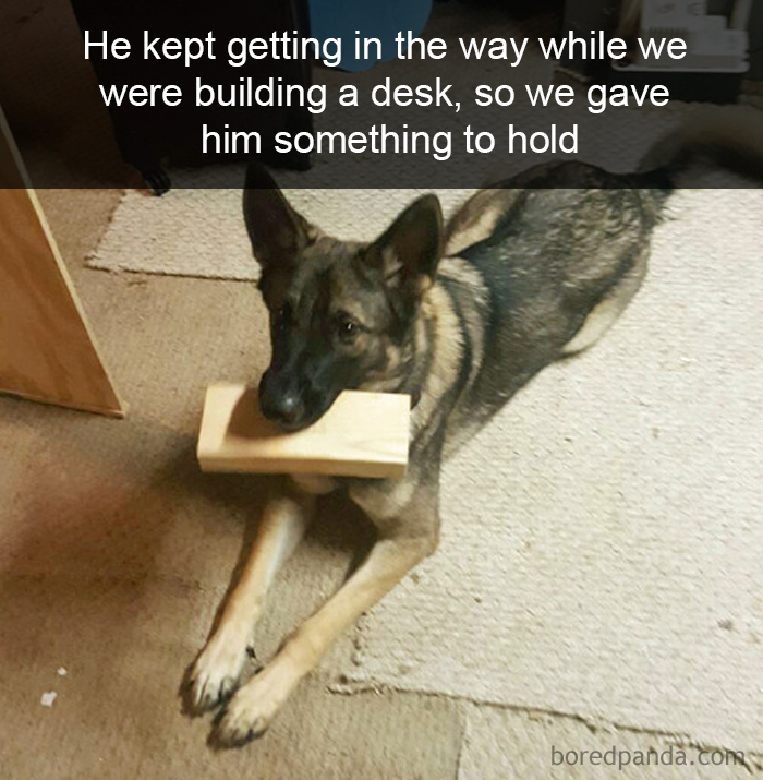 Funny-Hilarious-Dog-Snapchats