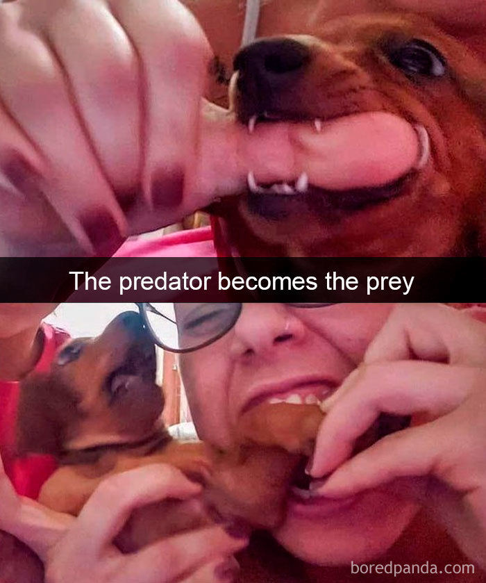 Funny-Hilarious-Dog-Snapchats