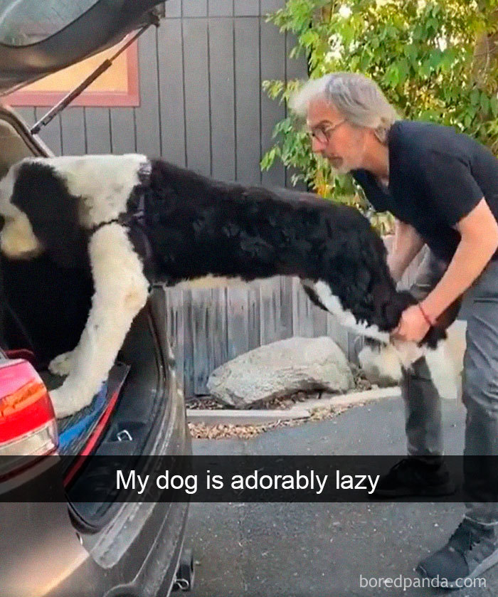 Funny-Hilarious-Dog-Snapchats