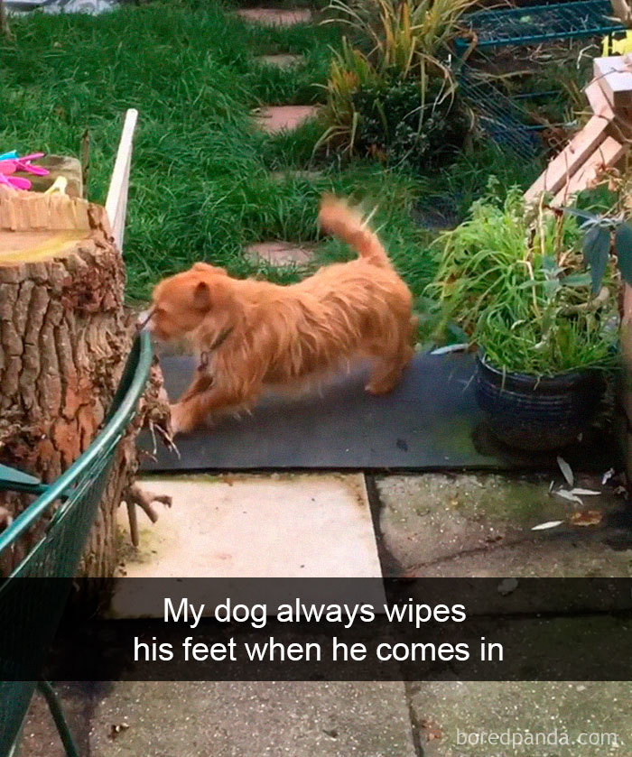 Funny-Hilarious-Dog-Snapchats