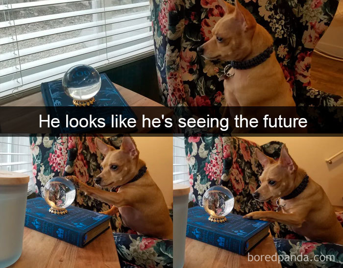 Funny-Hilarious-Dog-Snapchats