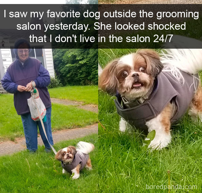 Funny-Hilarious-Dog-Snapchats