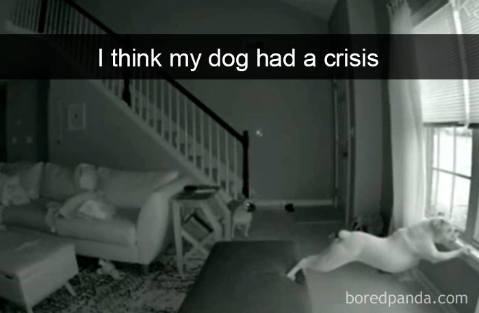 Funny-Hilarious-Dog-Snapchats