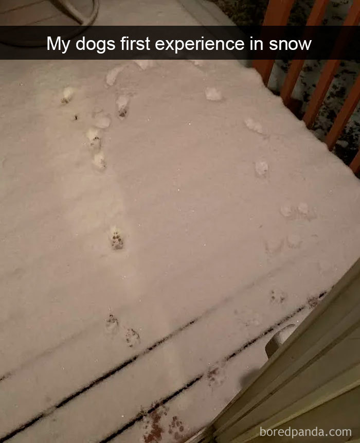 Funny-Hilarious-Dog-Snapchats