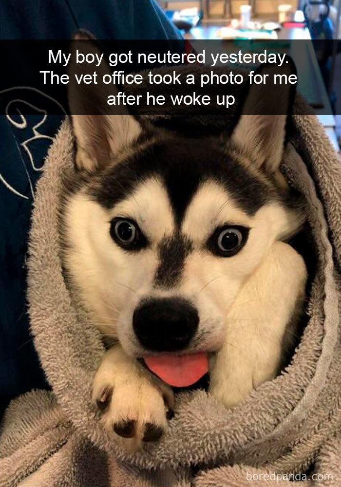 Funny-Hilarious-Dog-Snapchats