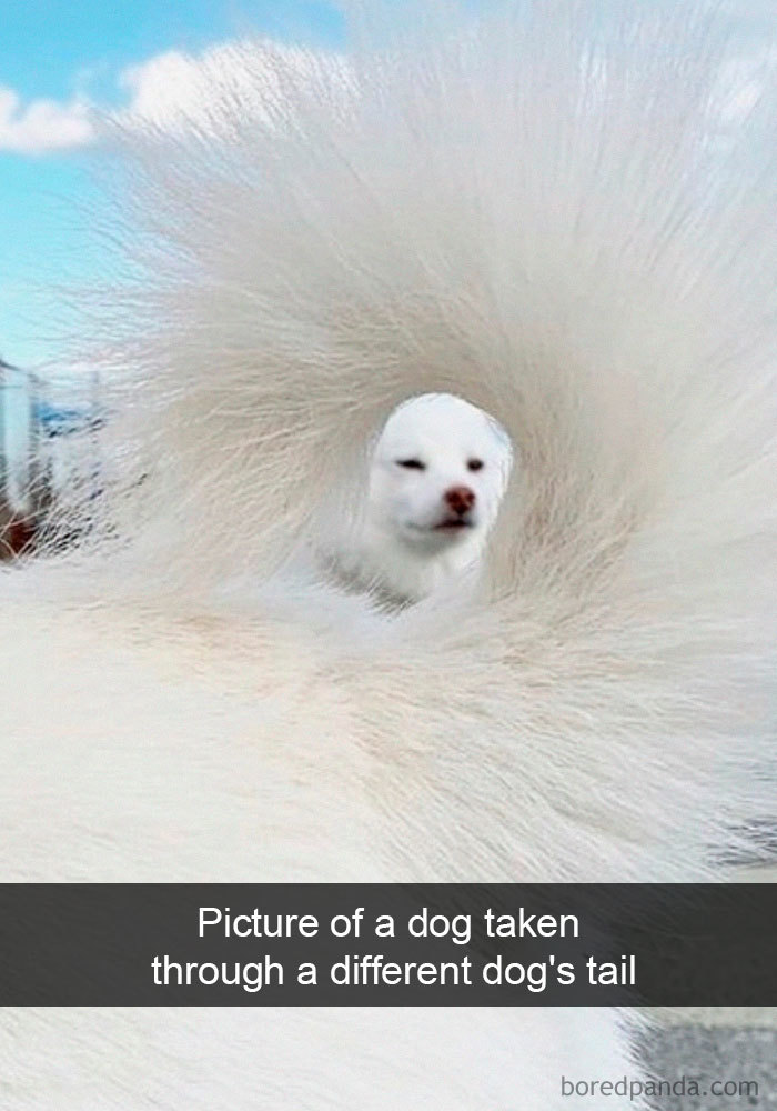 Funny-Hilarious-Dog-Snapchats