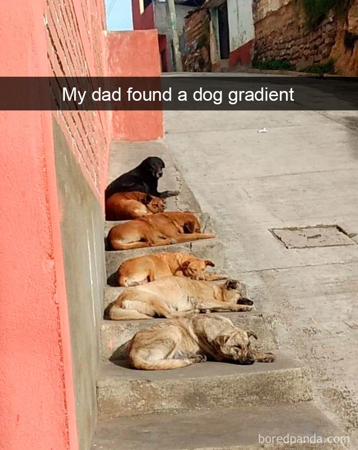 Funny-Hilarious-Dog-Snapchats