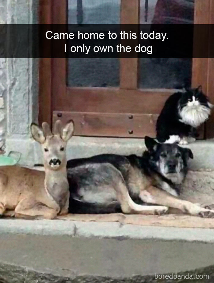 Funny-Hilarious-Dog-Snapchats