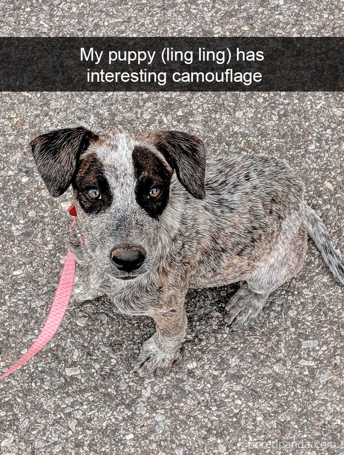 Funny-Hilarious-Dog-Snapchats