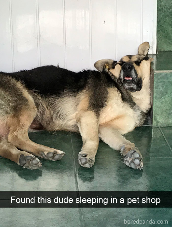 Funny-Hilarious-Dog-Snapchats
