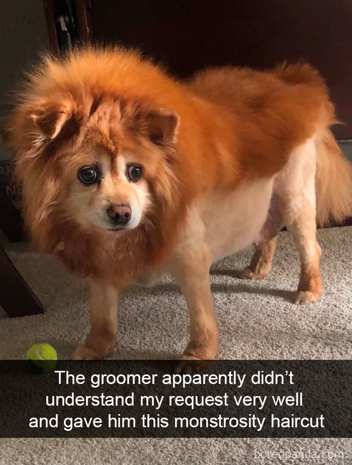 Funny-Hilarious-Dog-Snapchats