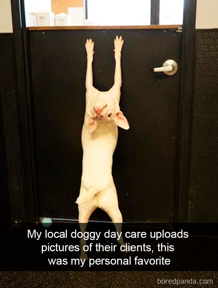 Funny-Hilarious-Dog-Snapchats