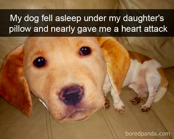 Funny-Hilarious-Dog-Snapchats