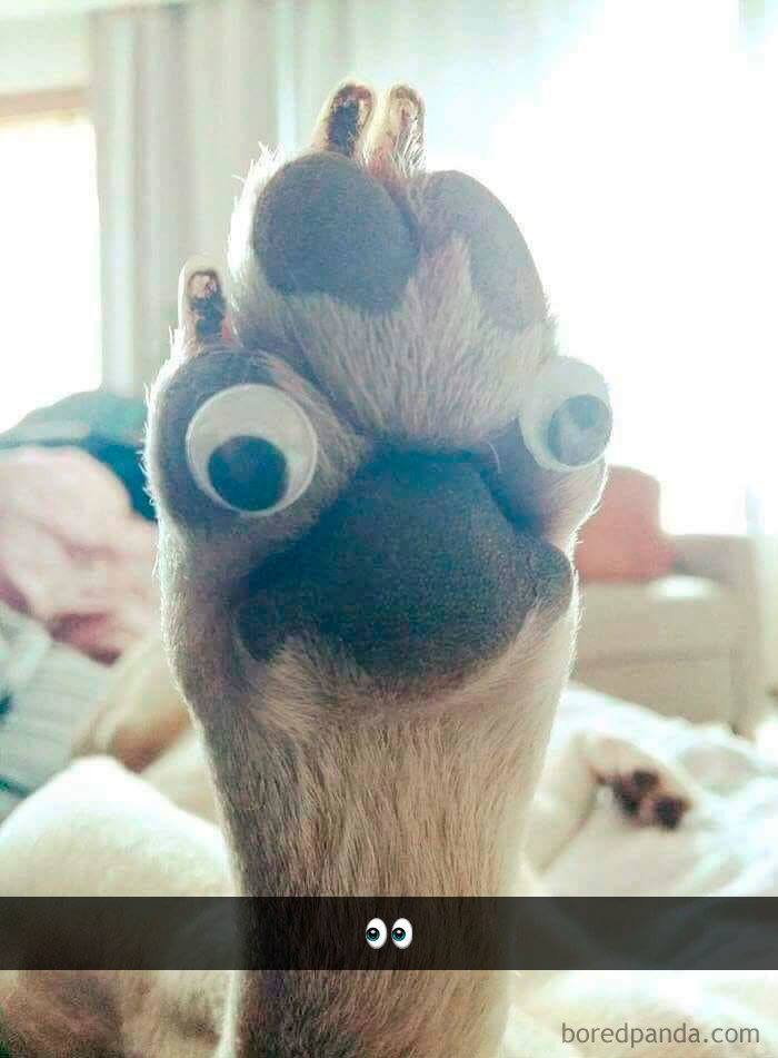 Funny-Hilarious-Dog-Snapchats