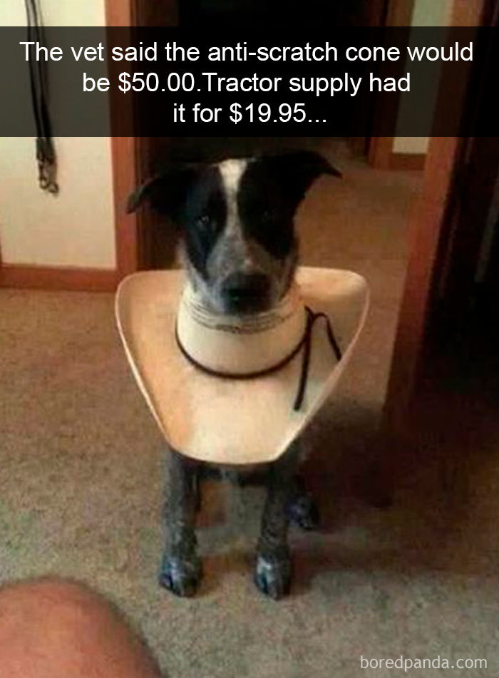 Funny-Hilarious-Dog-Snapchats