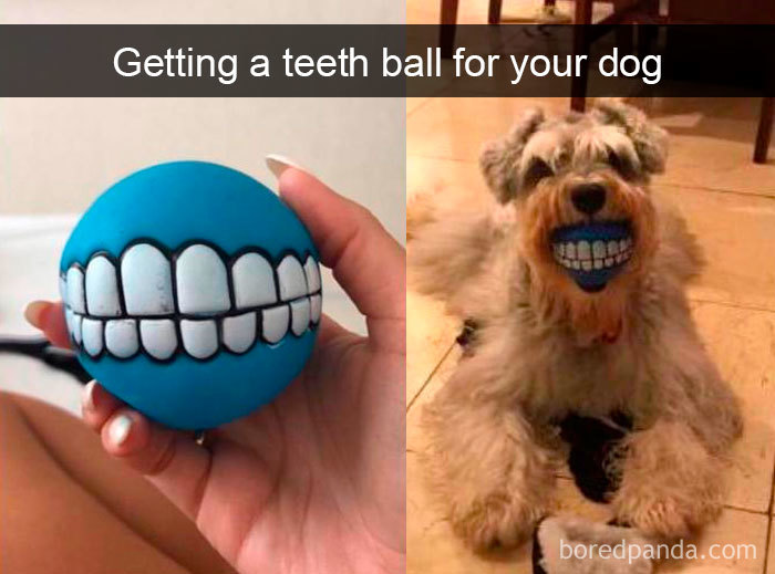 Funny-Hilarious-Dog-Snapchats