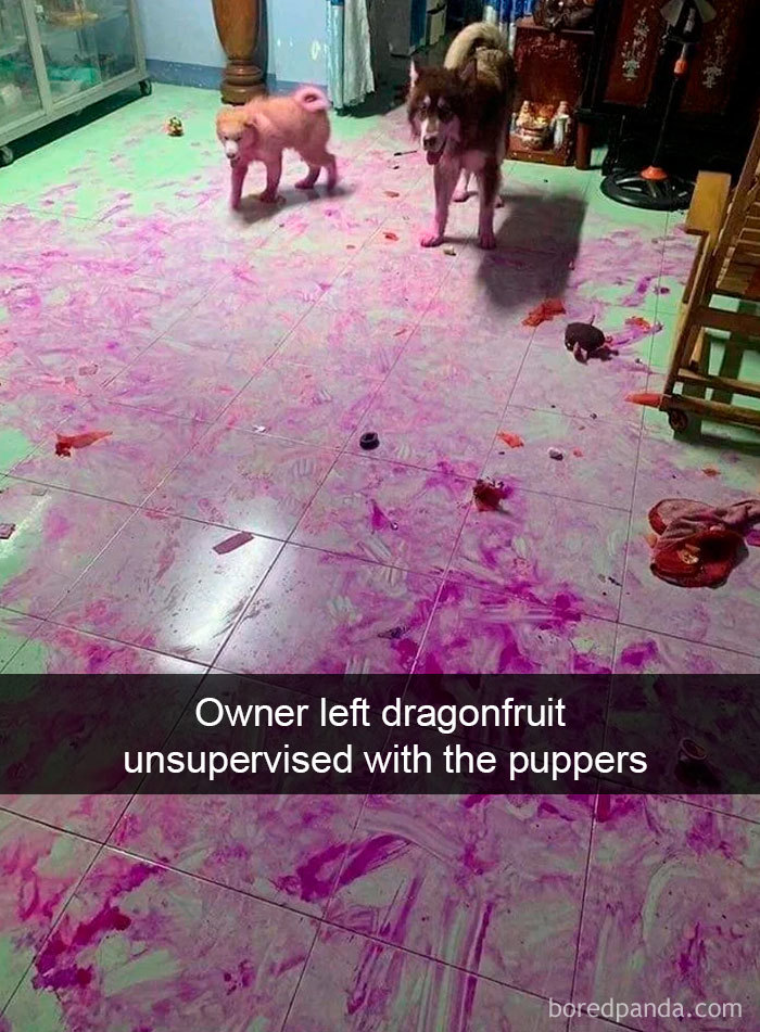 Funny-Hilarious-Dog-Snapchats