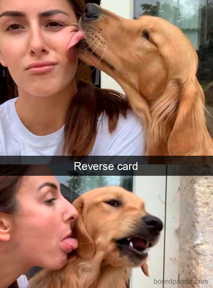 Funny-Hilarious-Dog-Snapchats