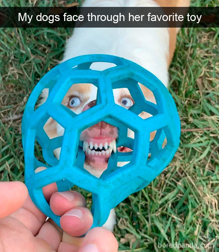 Funny-Hilarious-Dog-Snapchats