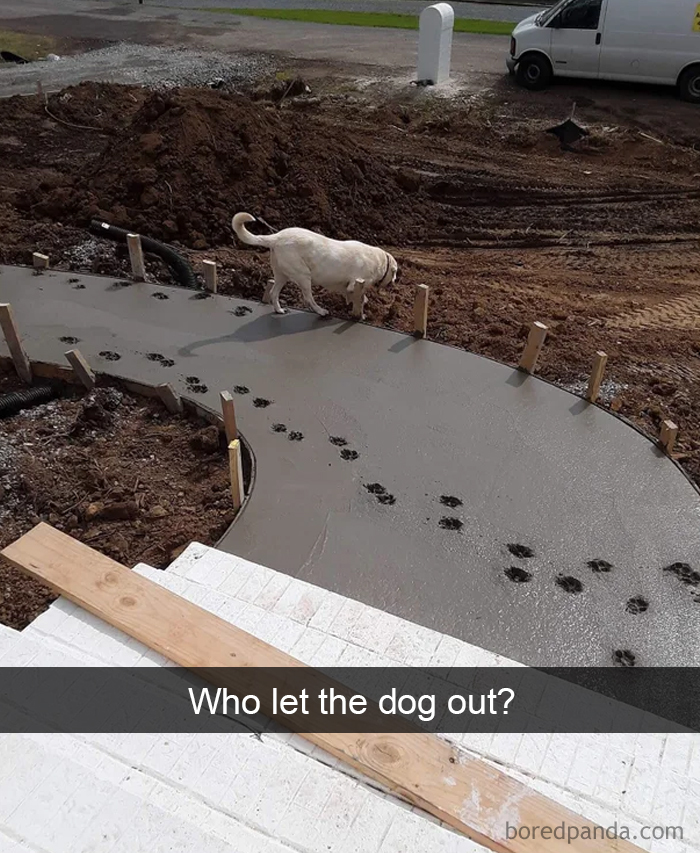 Funny-Hilarious-Dog-Snapchats