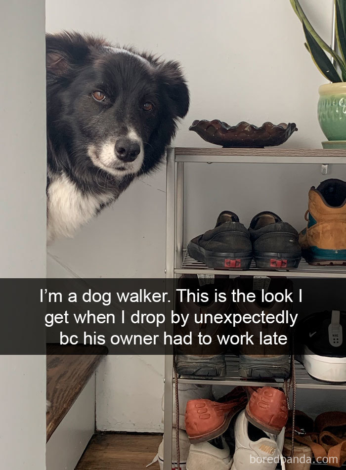 Funny-Hilarious-Dog-Snapchats
