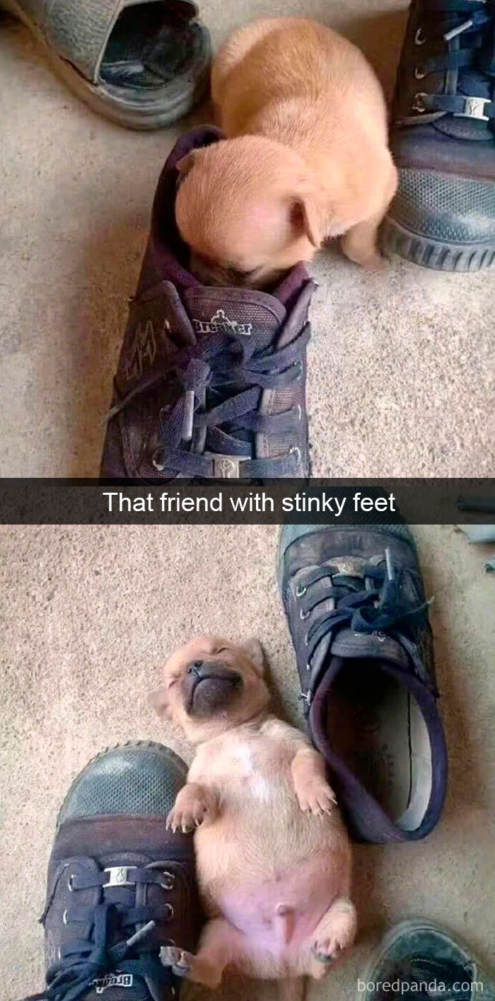 Funny-Hilarious-Dog-Snapchats