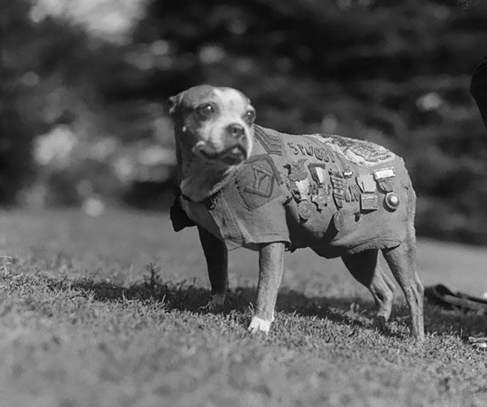 Sergeant Stubby Is The Most Decorated War Dog Of WWI, And The Only Dog To Be Nominated For Rank And Then Promoted To Sergeant Through Combat