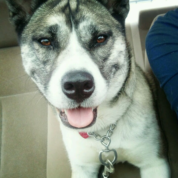 What If We Mix Siberian Huskies With Other Breeds? What If We Mix Siberian Huskies With Other Breeds?