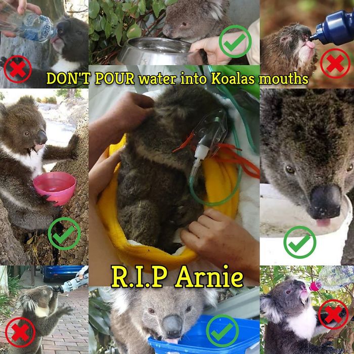 After One Koala Dies Due To Being Given Water Improperly, Vets Explain How To Do It Right After One Koala Dies Due To Being Given Water Improperly, Vets Explain How To Do It Right