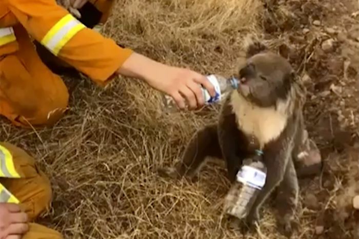 After One Koala Dies Due To Being Given Water Improperly, Vets Explain How To Do It Right After One Koala Dies Due To Being Given Water Improperly, Vets Explain How To Do It Right