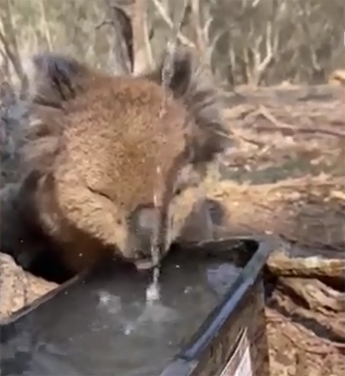 After One Koala Dies Due To Being Given Water Improperly, Vets Explain How To Do It Right