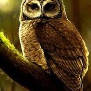 deirdremccrohan avatar