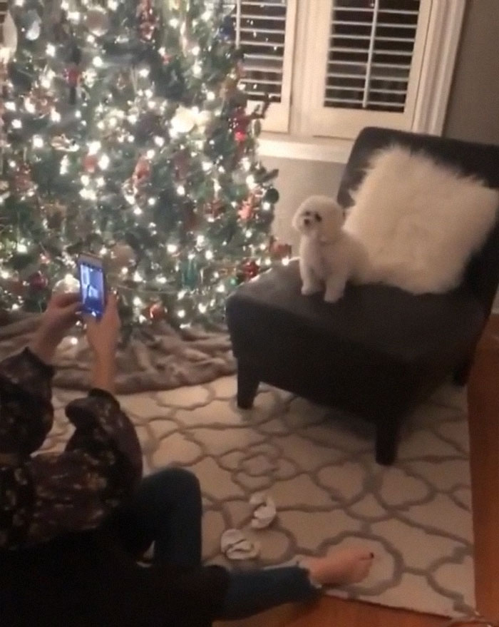 Dogs Get A Lot Of Likes. It’s A No Brainer