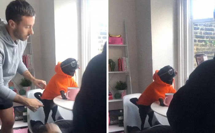 Person taking a picture of a dressed up dog 