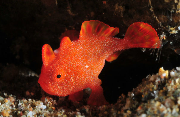 juvenile_frogfish-5e14f52f8cd3b.jpg