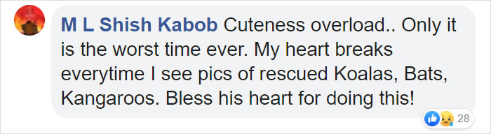 Australian Teens Save As Many Koalas As They Can By Driving Around And Searching For All The Live Ones Australian Teens Save As Many Koalas As They Can By Driving Around And Searching For All The Live Ones