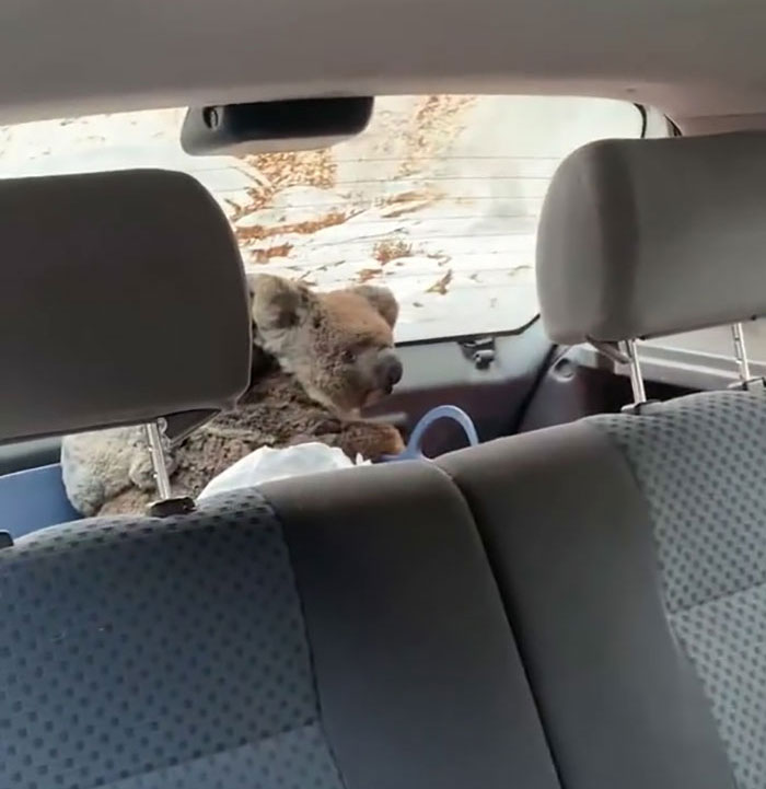 Australian Teens Save As Many Koalas As They Can By Driving Around And Searching For All The Live Ones Australian Teens Save As Many Koalas As They Can By Driving Around And Searching For All The Live Ones