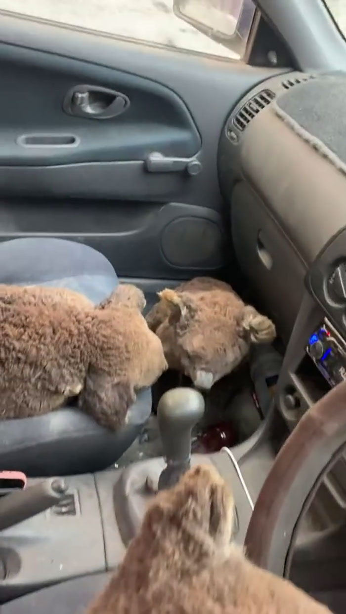 Australian Teens Save As Many Koalas As They Can By Driving Around And Searching For All The Live Ones Australian Teens Save As Many Koalas As They Can By Driving Around And Searching For All The Live Ones