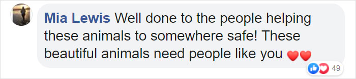 Australian Teens Save As Many Koalas As They Can By Driving Around And Searching For All The Live Ones Australian Teens Save As Many Koalas As They Can By Driving Around And Searching For All The Live Ones