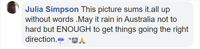 Thirsty Adorable Koala Comes Out For A Drink On The Road, Driver-By Stops To Help & Posts A Warning Online