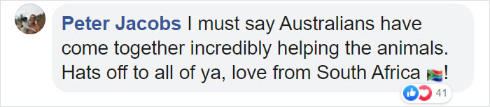 Thirsty Adorable Koala Comes Out For A Drink On The Road, Driver-By Stops To Help & Posts A Warning Online