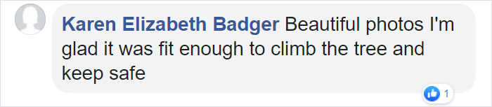 Thirsty Adorable Koala Comes Out For A Drink On The Road, Driver-By Stops To Help & Posts A Warning Online Thirsty Adorable Koala Comes Out For A Drink On The Road, Driver-By Stops To Help & Posts A Warning Online
