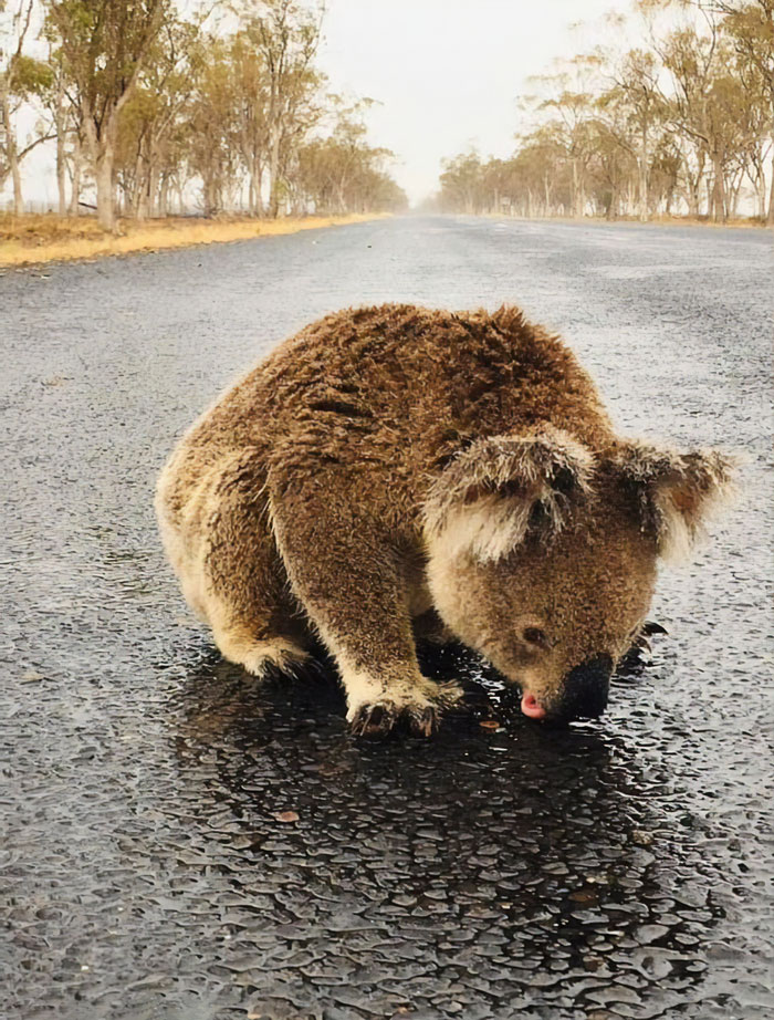 Thirsty Adorable Koala Comes Out For A Drink On The Road, Driver-By Stops To Help & Posts A Warning Online Thirsty Adorable Koala Comes Out For A Drink On The Road, Driver-By Stops To Help & Posts A Warning Online