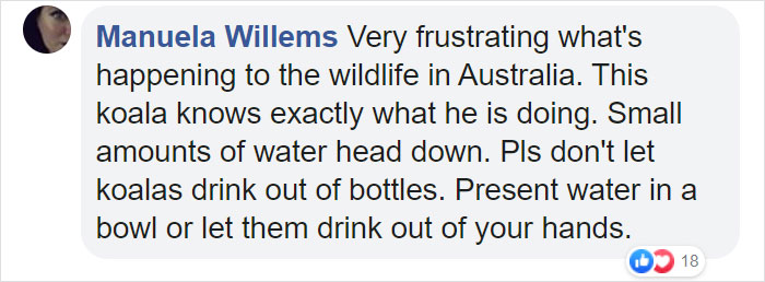 Thirsty Adorable Koala Comes Out For A Drink On The Road, Driver-By Stops To Help & Posts A Warning Online