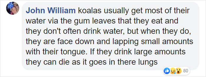 Thirsty Adorable Koala Comes Out For A Drink On The Road, Driver-By Stops To Help & Posts A Warning Online