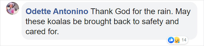 Thirsty Adorable Koala Comes Out For A Drink On The Road, Driver-By Stops To Help & Posts A Warning Online