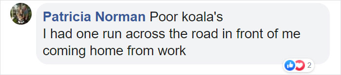 Thirsty Adorable Koala Comes Out For A Drink On The Road, Driver-By Stops To Help & Posts A Warning Online Thirsty Adorable Koala Comes Out For A Drink On The Road, Driver-By Stops To Help & Posts A Warning Online