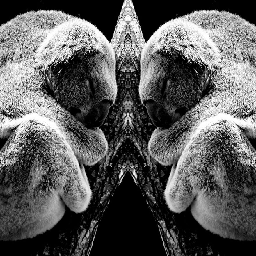 I Mirrored Koalas To Make People Reflect