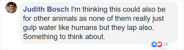 After One Koala Dies Due To Being Given Water Improperly, Vets Explain How To Do It Right After One Koala Dies Due To Being Given Water Improperly, Vets Explain How To Do It Right