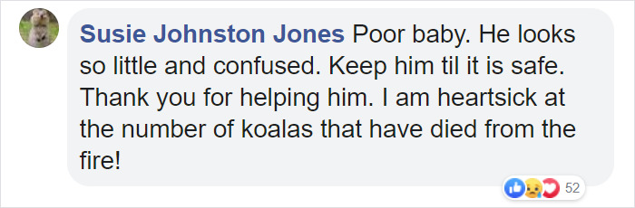 Dog Saves A Koala Joey From The Bushfires And He Makes A Stunning Recovery